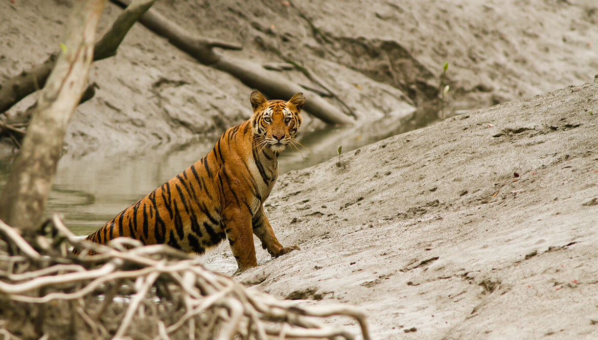 Sundarbans National Park