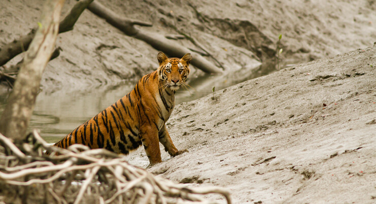Sundarbans National Park