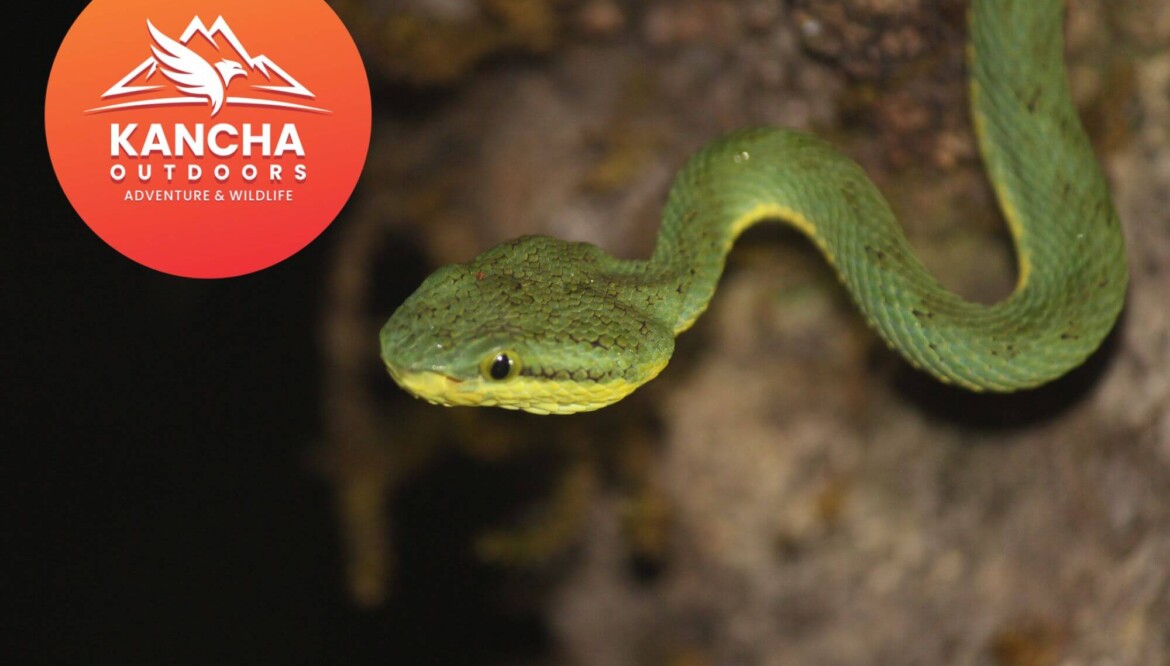 Amboli Wild Nights: Herping & Beyond