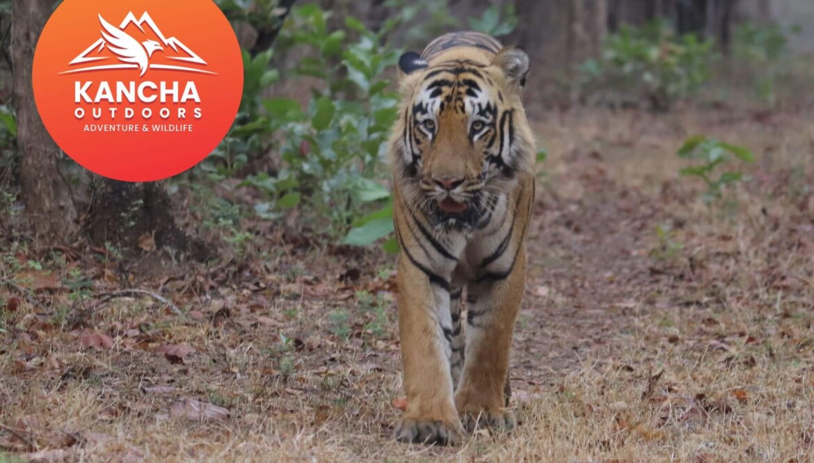 Tadoba – Andhari Tiger Reserve Monsoon