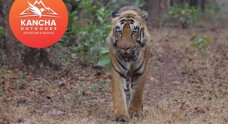 Tadoba – Andhari Tiger Reserve Monsoon