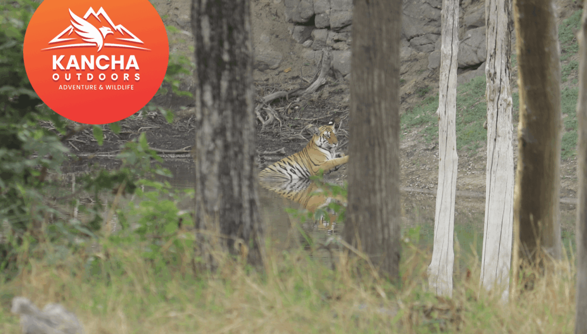 Pench Tiger Reserve Monsoon