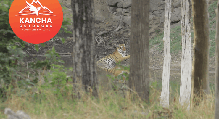 Pench Tiger Reserve Monsoon