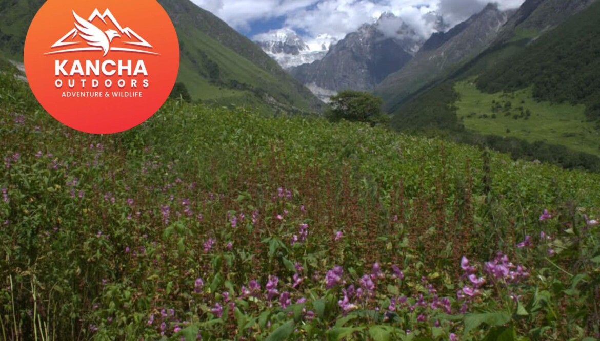 Valley Of Flowers