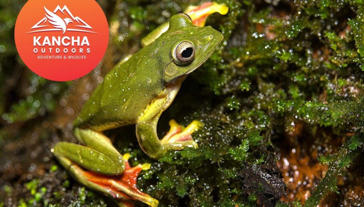 Discover Tillari & Doda