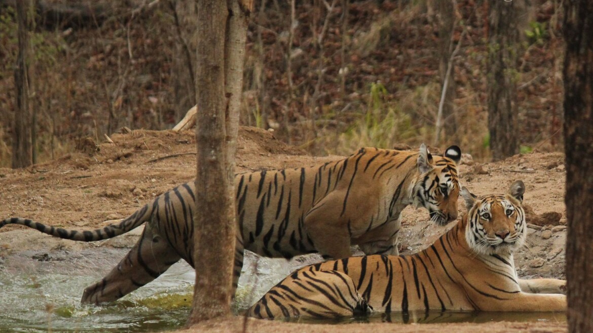 Pench Tiger Reserve