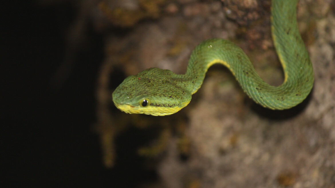 Amboli Wild Nights: Herping & Beyond