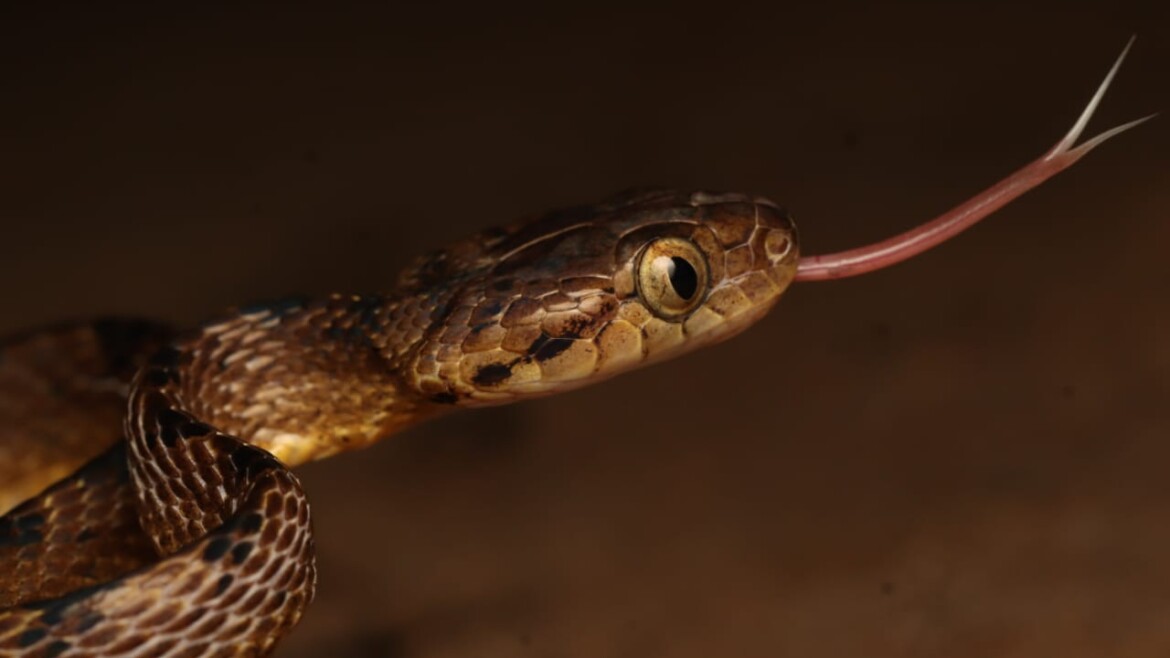 Tillari (Tillari Ghat and Forest) -Goa Border